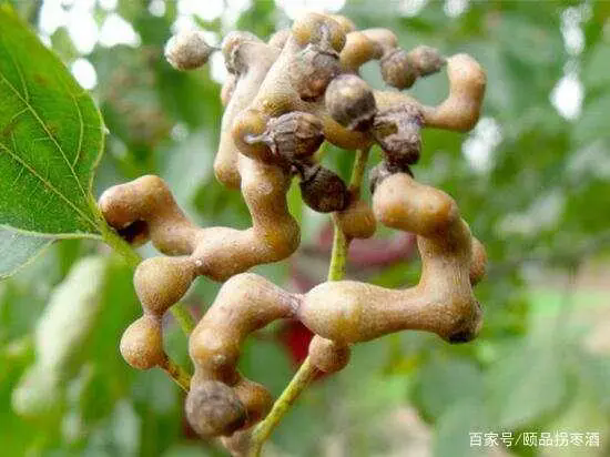 安康市紫阳商会罗时坤会长带队赴汉阴参观颐品庄园拐枣酒生产基地